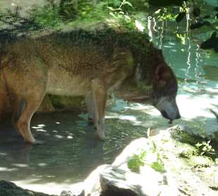 Wolf beim Wasser trinken