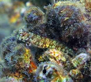 Schnorcheln am Hausriff