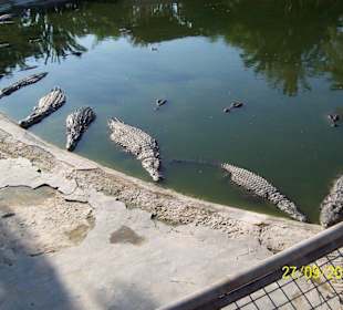 Krokodile warten aufs fressen