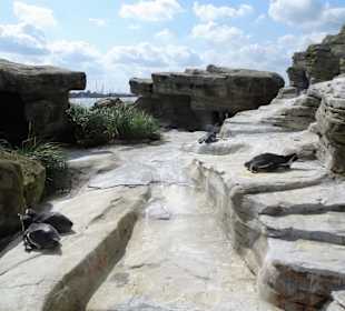 Bei den Pinguinen im Zoo am Meer