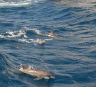 Delphine begleiten uns 