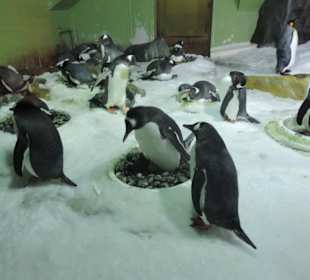 Besonders die Kinder hatten viel Spaß