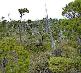 Shoreline Bog Trail