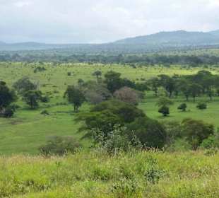 Sarova Salt Lick Game Lodge