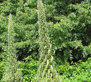 Regent´s Park Impressionen