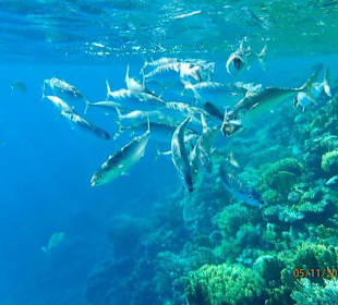 Schnorcheln Marsa Alam