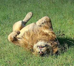 Er, Der König der Löwen, nur faul!