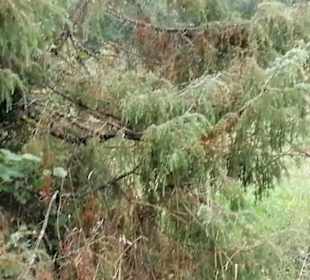 Schaugarten Eninger Weide