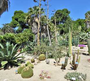 In der Abteilung der Sukkulenten