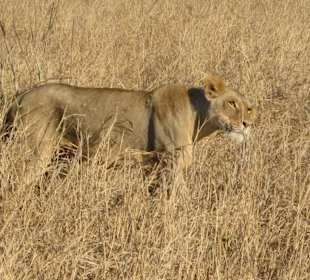 Löwin neben unserem Auto