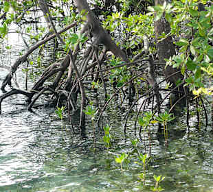 Mangroven