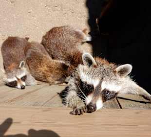 Waschbären 