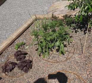 Botanischer Garten der Universität Zürich