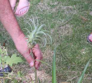 Mini-Ananas bei Rudi/ Tropical-River-Tour