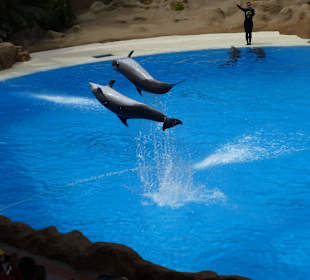 Arbeiten mit den Delfinen