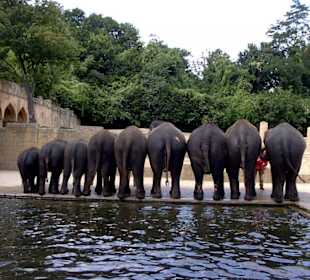 Elefanten-Parade nach dem Bad