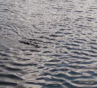 Lagune mit Krokodilen im Dschungel