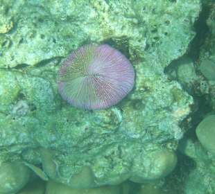 Koralle auf den Surins