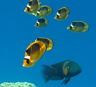 Schnorcheln Dahab