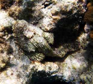 Drachenkopf Schnorcheln Gorgonia Beach