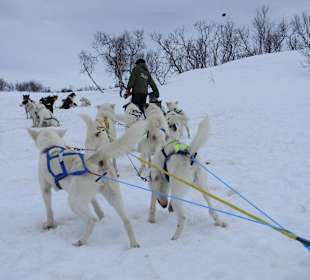 Hundeschlittenfahrt