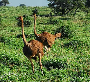 Die unzertrennlichen zwei 