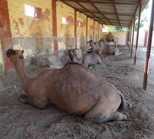 Auf dem Gelände der Kamelfarm