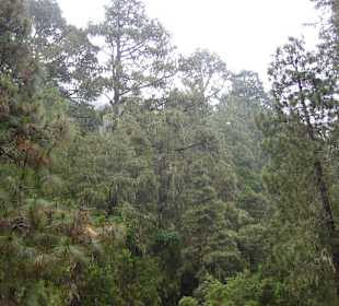 Kiefernwald
