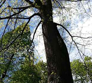 Beeindruckende Baumriesen