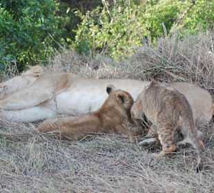 Eindrücke aus der Wildnis