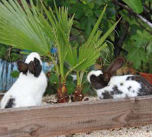 Kaninchen mampft Palme