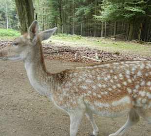 Bambi im Wildpark