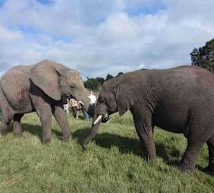 Knynsa Elephant Park