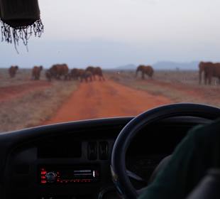Die "roten" Elefanten