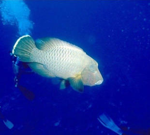 Schnorcheln Makadi Bay-Tauchen-Ausflüge mit Amy  