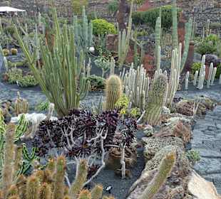Kakteen aller Arten