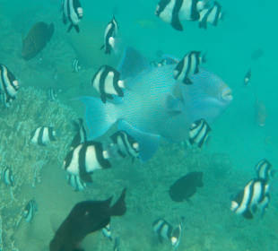 Schnorcheln Soma Bay