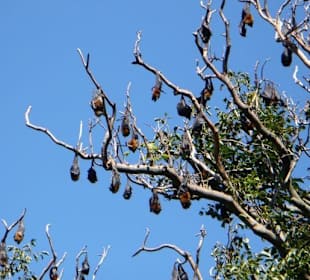 Royal Botanic Garden