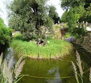 Fischotter-Außenbereich