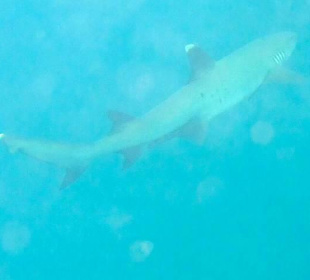 Hai gesehen beim Schnorcheln