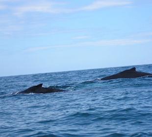 Wale vor der Insel Samana