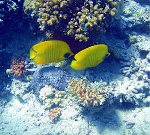 Butterflyfish