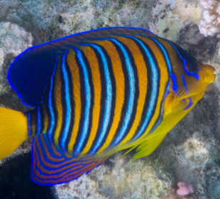 Pfauenaugen-Kaiserfisch