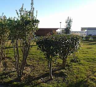 Bald wird es wieder grüner