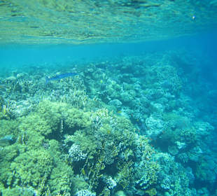 Schnorcheln Sharm El Naga