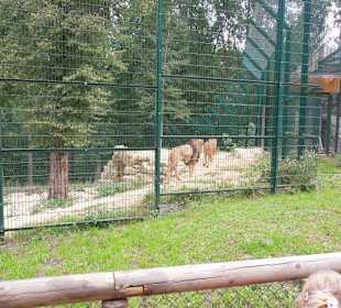 Die neue Löwenanlage