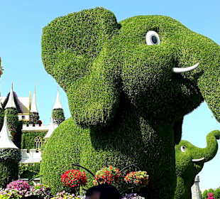 Miracle Garden