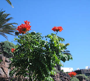 Tulpenbaum und Casa de los Volcanes 