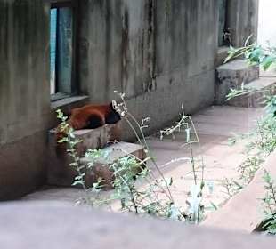 Red panda