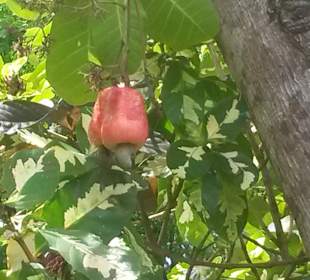 Cashewnussbaum mit Frucht